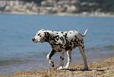 DALMATIEN 186